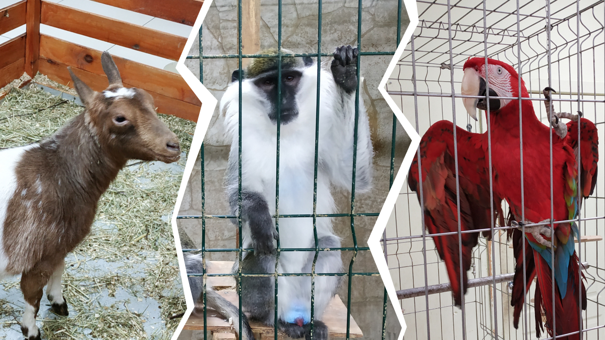 Обезьяны и коронавирус: как самоизоляция ударила по животным зоопарка в Архангельске