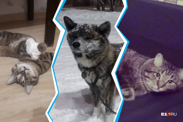 Питомцы, от которых не отказались, несмотря на болезни Питомцы, от которых не отказались, несмотря на болезни