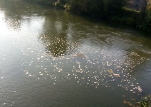 По реке Устье в районе водозабора течёт навоз По реке Устье в районе водозабора течёт навоз
