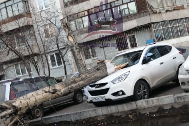 Тополь «припарковался» прямо на капоте иномарки Тополь «припарковался» прямо на капоте иномарки