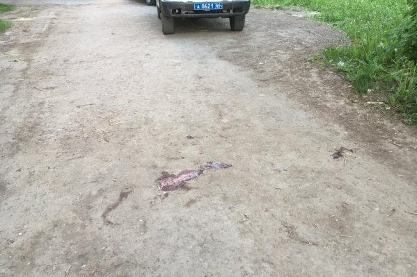 На месте происшествия остались следы крови На месте происшествия остались следы крови