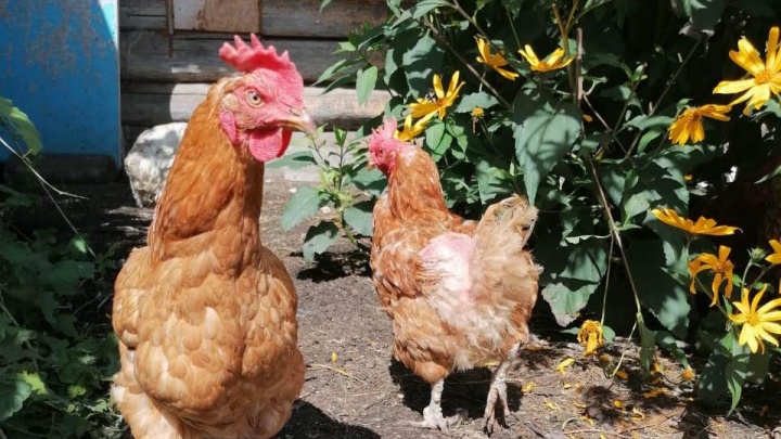 «Иртышская птицефабрика»: сотрудники не виноваты в заражении поголовья птичьим гриппом