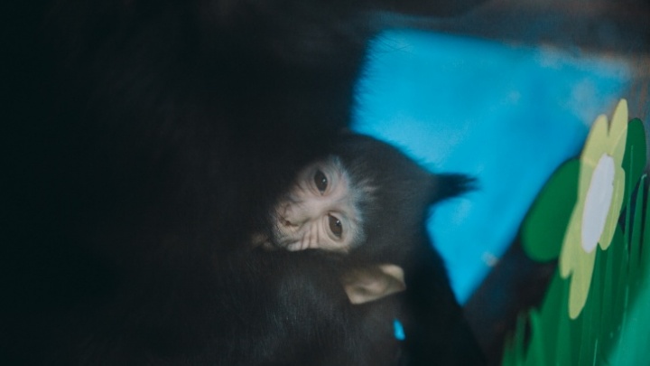 У семейной пары мартышек в тюменском зоопарке родился малыш