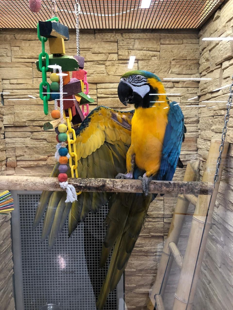 «Несбалансированное питание, недостаток света»: орнитолог оценил депрессивного попугая за 150 тысяч из петербургского зоомагазина