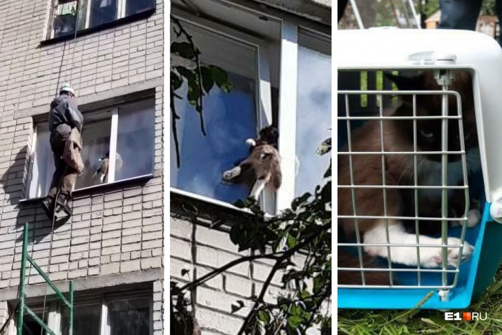 Чтобы достать кота из окна, пришлось вызвать спасателя-альпиниста Чтобы достать кота из окна, пришлось вызвать спасателя-альпиниста