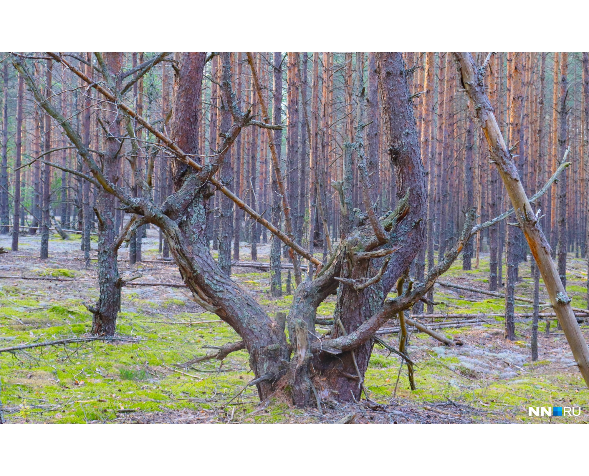 Прекрасное место для тематических фотосессий Прекрасное место для тематических фотосессий