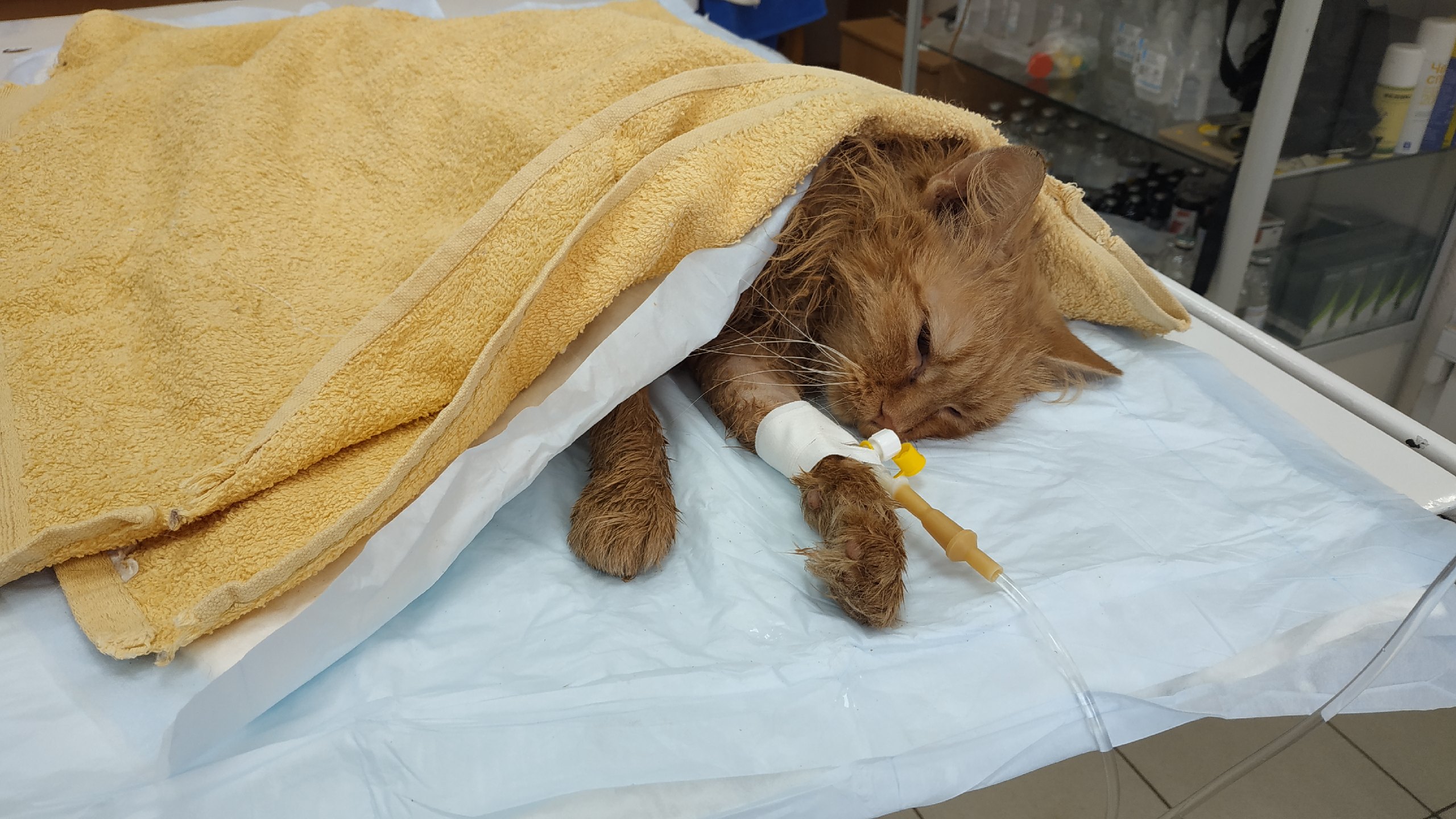 В Тюмени волонтеры спасают кота, с которого неизвестные сняли кожу