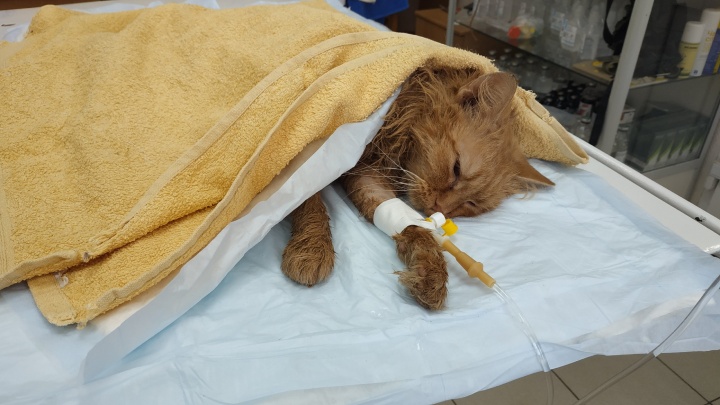 В Тюмени волонтеры спасают кота, с которого сняли кожу