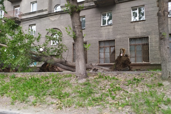 Деревья вырвало с корнем Деревья вырвало с корнем