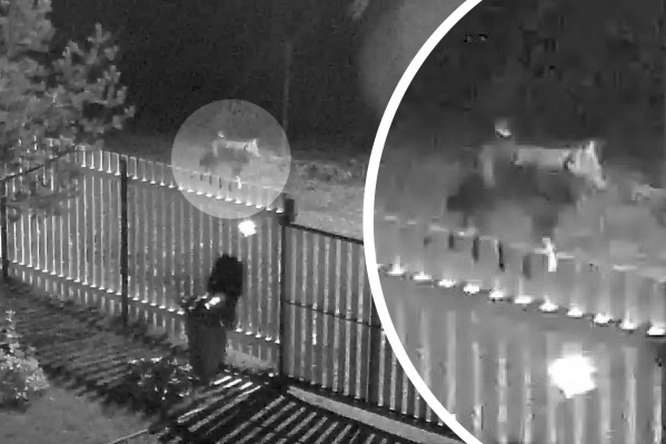 Волка видели в СНТ вечером 14 сентября<br> Волка видели в СНТ вечером 14 сентября<br>