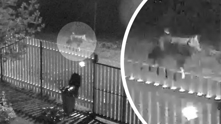 Под Архангельском камера видеонаблюдения засняла волка, разгуливавшего по СНТ