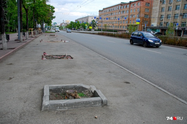 Как посчитала прокуратура, в Челябинске погибли почти 250 деревьев, высаженных в прошлом году Как посчитала прокуратура, в Челябинске погибли почти 250 деревьев, высаженных в прошлом году