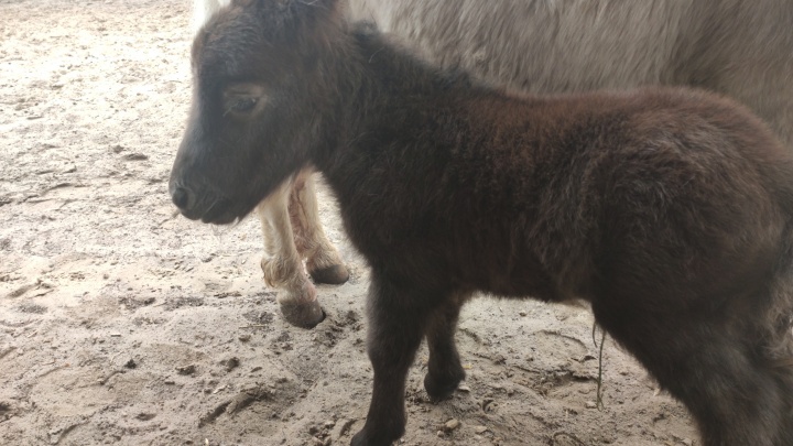 В зоопарке «Лимпопо» родилась миниатюрная лошадь. Помогите выбрать малышу имя
