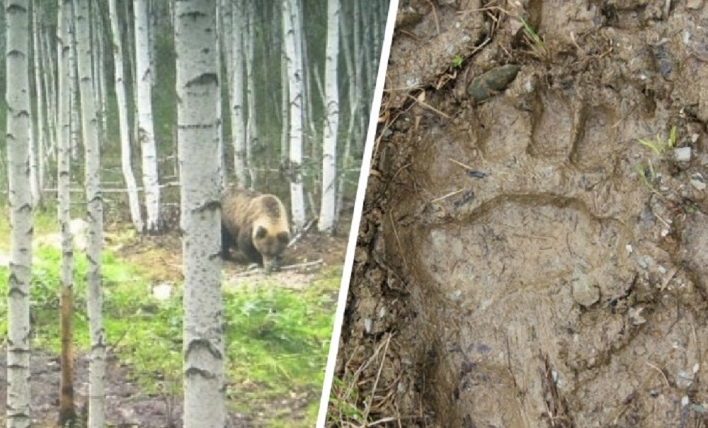 Косолапые стали чаще выходить к людям: в Свердловской области за лето и осень застрелили 11 медведей