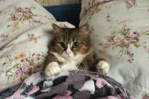 Что смотришь, неси скорей второе одеялко. Котику холодно! Что смотришь, неси скорей второе одеялко. Котику холодно!