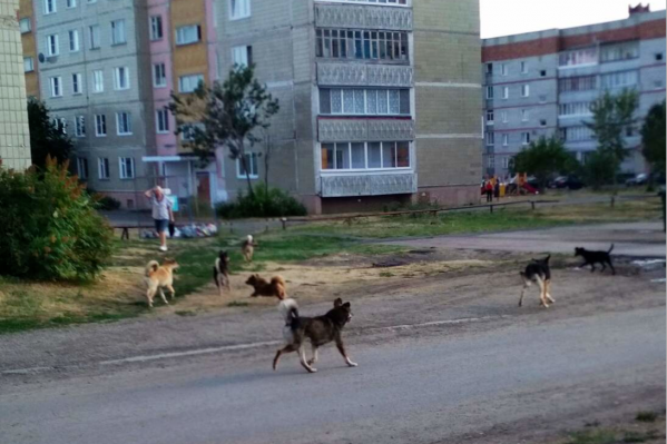 По Далматово бегают стаи беспризорных собак. Это беспокоит местных жителей По Далматово бегают стаи беспризорных собак. Это беспокоит местных жителей