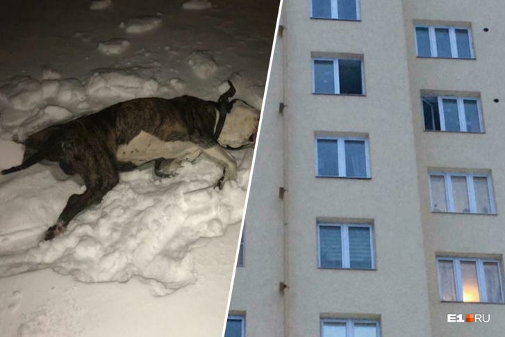 Тело собаки до сих пор лежит в сугробе под окнами