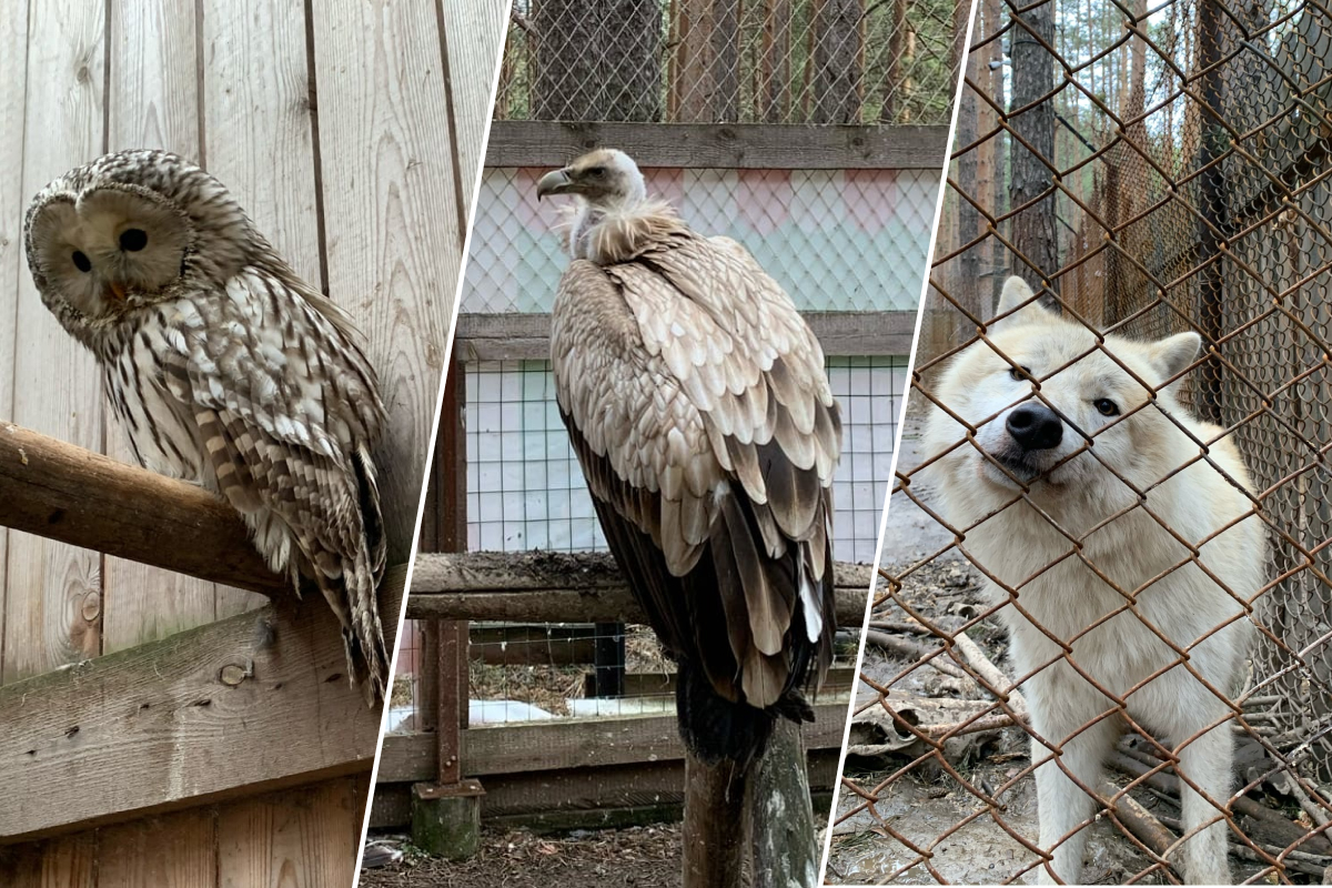 «Нас закрыли до лета»: хищные птицы из центра реабилитации под Екатеринбургом остались без корма