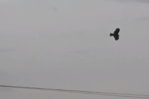 Жители Кургана запечатлели на видео чёрного ястреба в Заозёрном