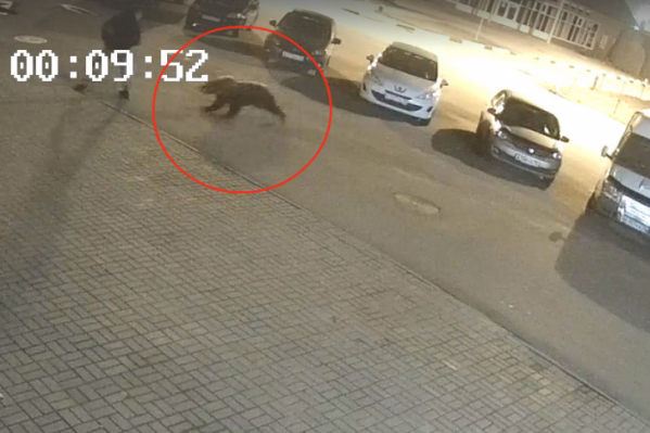 Медведь напал на человека прямо в городе Медведь напал на человека прямо в городе
