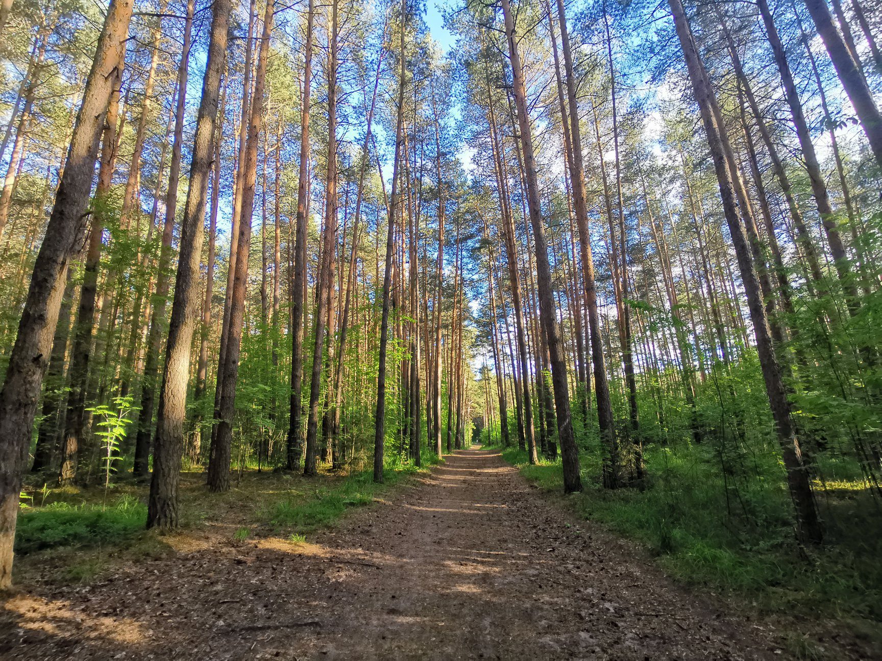 Парки города пермь. Черняевский парк Пермь. Балатовский парк Черняевский лес Пермь. Черняевский лесопарк Пермь. Парковый Пермь Черняевский лес.