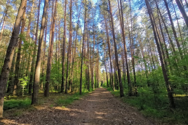 По лесной части парка любят гулять пермяки По лесной части парка любят гулять пермяки