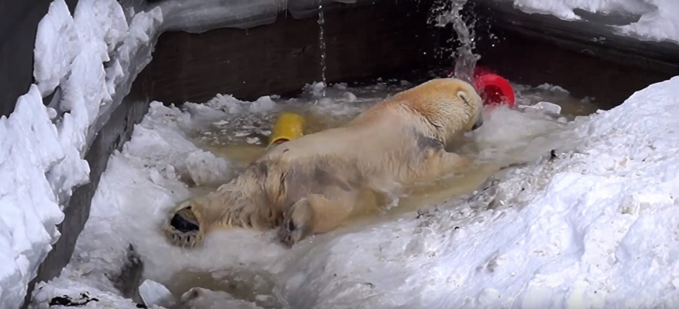 В Новосибирском зоопарке заполняют бассейны для белых медведей — реакция одного из них попала на видео