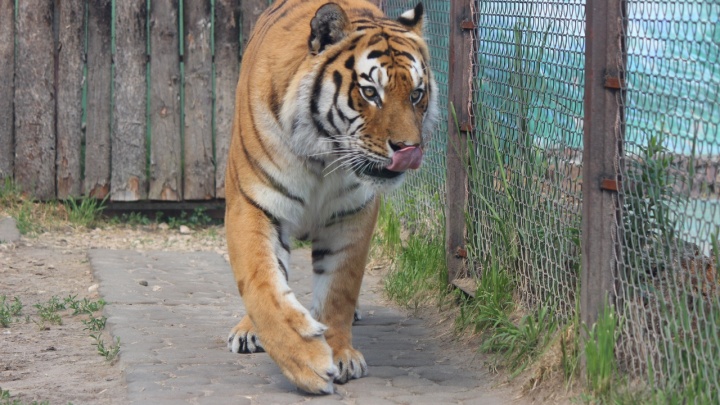 Видео дня: тигр Барсик гуляет по вольеру в зоопарке «Лимпопо»