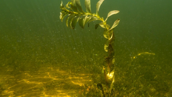 «Восторг от красоты и злость на тех, кто оставляет мусор»: подводный фоторепортаж из озера Волохница