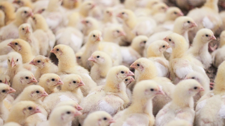 В Башкирии от птичьего гриппа погибли 11 тысяч птиц. Хозяин потерял 15 миллионов рублей, взятых в кредит