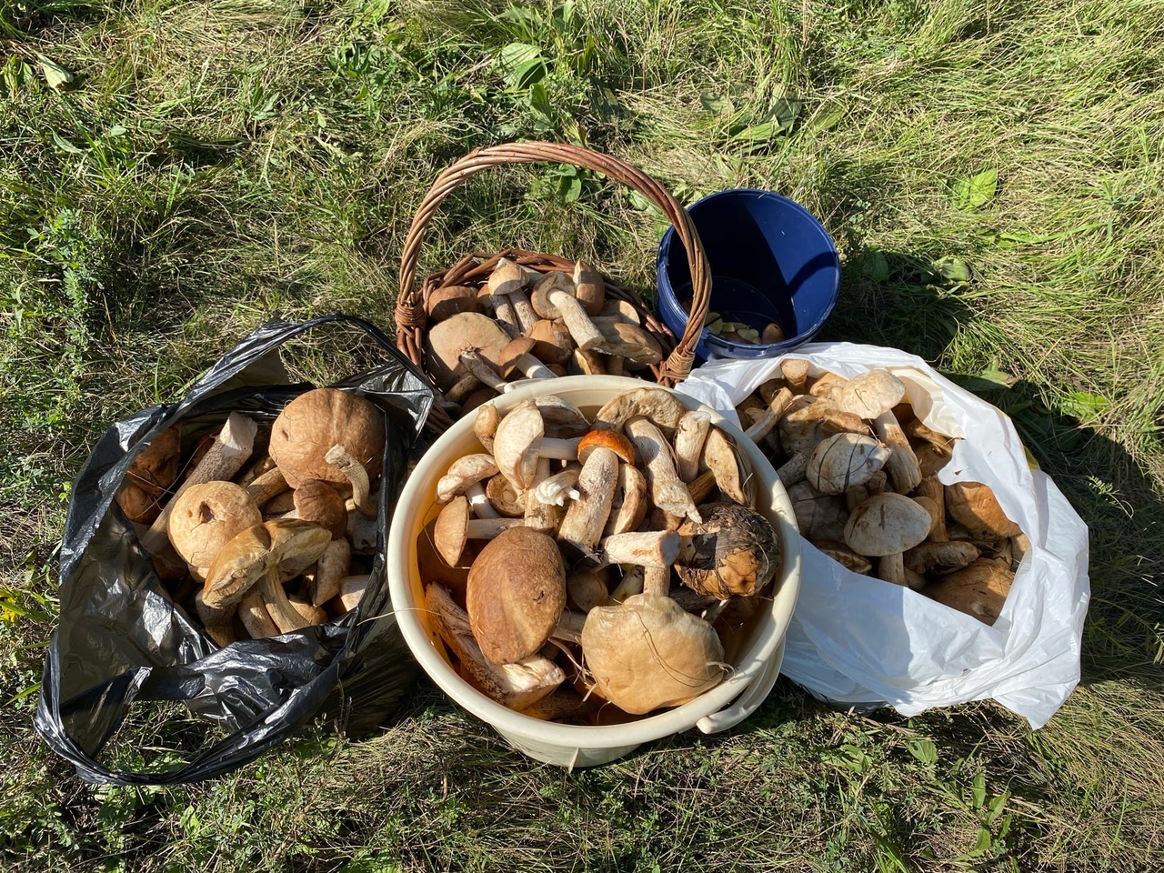 Какие грибы собирают в апреле. Съедобные грибы Астраханской области. Опята в Астраханской области. Опята в Астрахани. Грибы Астраханской области 2022.