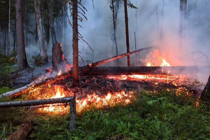 Дожди над территорией заповедника ожидаются 28 и 29 июля Дожди над территорией заповедника ожидаются 28 и 29 июля