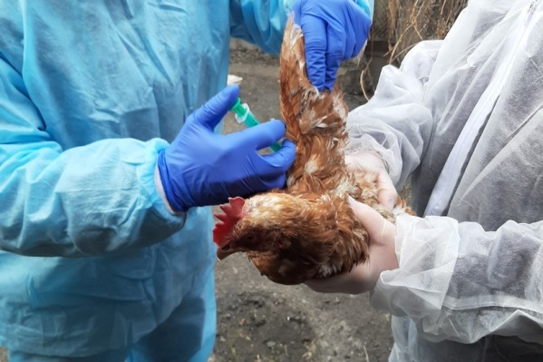 В Курганской области этой осенью произошло несколько вспышек птичьего гриппа в селах В Курганской области этой осенью произошло несколько вспышек птичьего гриппа в селах