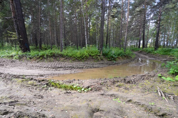 Тело нашли в лесу Тело нашли в лесу