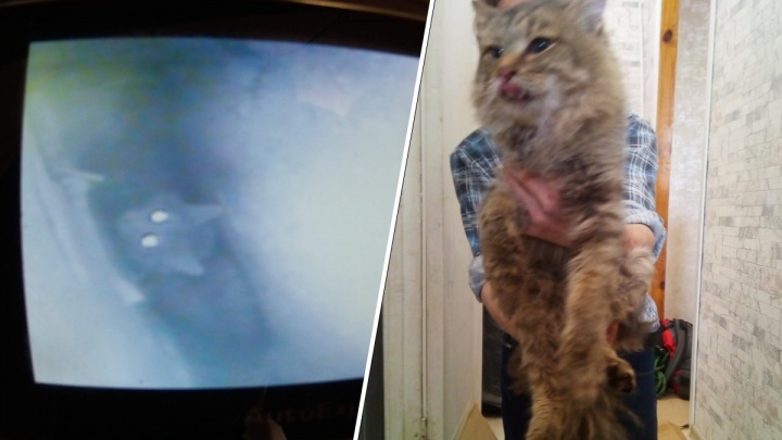На Уктусе спасли кота, провалившегося в 11-метровую вентиляционную шахту на кухне