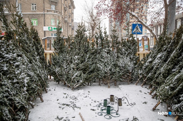 Цены на пихты варьируются в зависимости от густоты веток. Чем пушистее дерево — тем дороже Цены на пихты варьируются в зависимости от густоты веток. Чем пушистее дерево — тем дороже