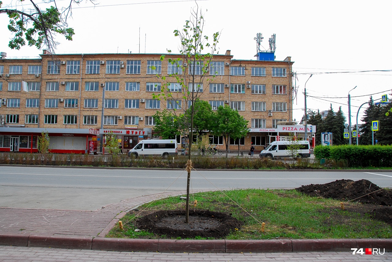 Новое дерево на проспекте Ленина оформлено аккуратно, но количество листвы всё равно пока ничтожно. Возможно, правильнее сначала высаживать деревья, а уже потом, когда они прижились, сносить старые? Новое дерево на проспекте Ленина оформлено аккуратно, но количество листвы всё равно пока ничтожно. Возможно, правильнее сначала высаживать деревья, а уже потом, когда они прижились, сносить старые?