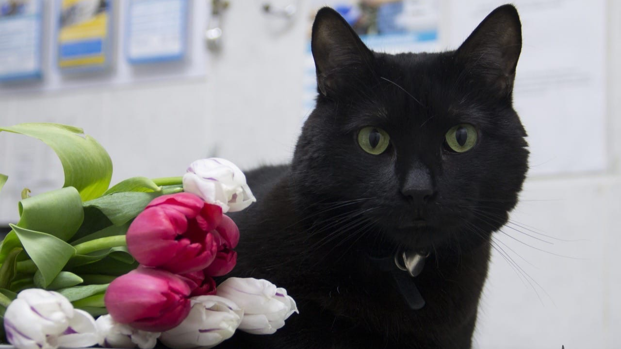 «Люцика больше нет с нами…»: кот-донор пермской ветеринарной клиники умер после болезни