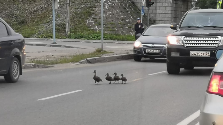 Фотофакт: утки устроили пробку на автодороге Архангельска