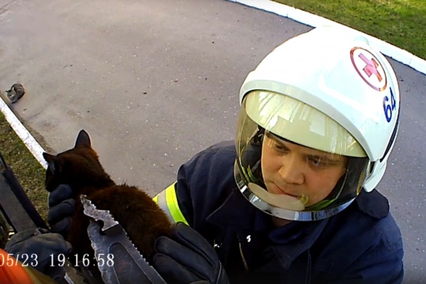 Кошка застряла в заборе на улице Теснанова Кошка застряла в заборе на улице Теснанова