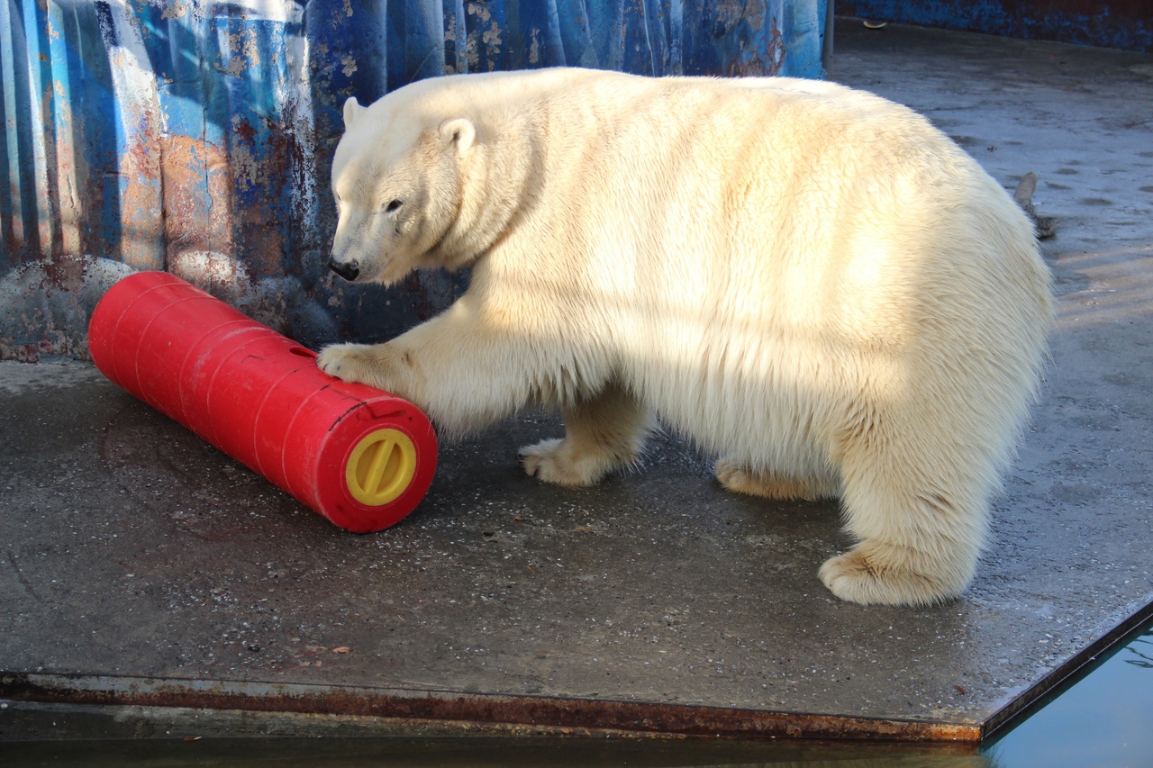 У белых медведей новые развивающие игрушки