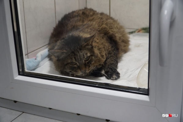 Кот находился в кислородной камере Кот находился в кислородной камере
