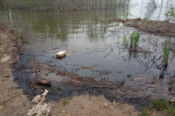 На водоеме появились масляные пятна На водоеме появились масляные пятна