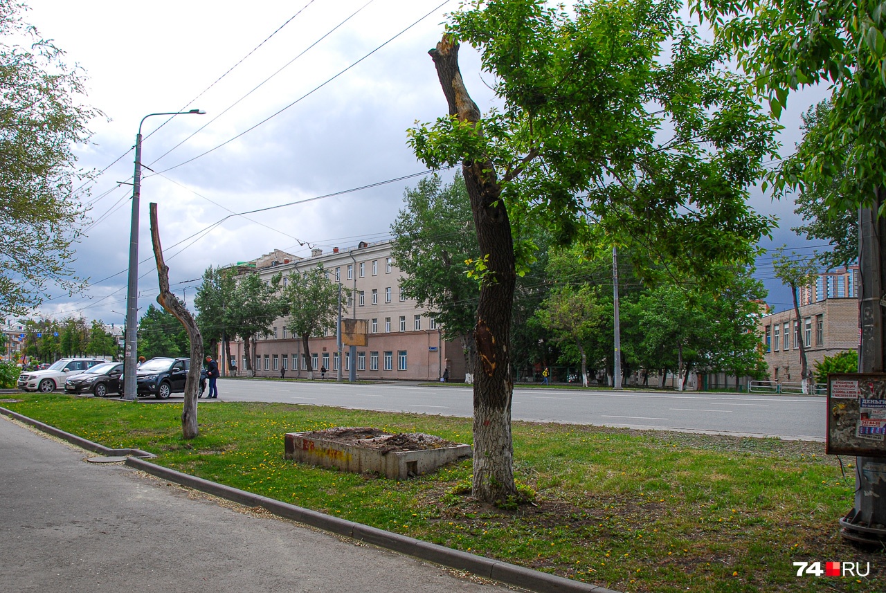 Улица Воровского: два обрезанных дерева, одно из которых умерло, второе — на полпути к могиле Улица Воровского: два обрезанных дерева, одно из которых умерло, второе — на полпути к могиле