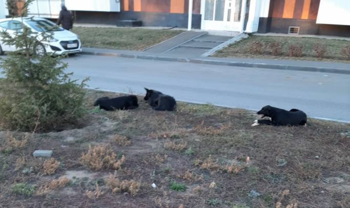 «Убили щенков и собак с бирками»: в новом жилом комплексе Волгограда отравили нескольких бездомных дворняг