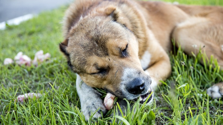 В Ярославле до середины апреля не будут отлавливать бездомных собак