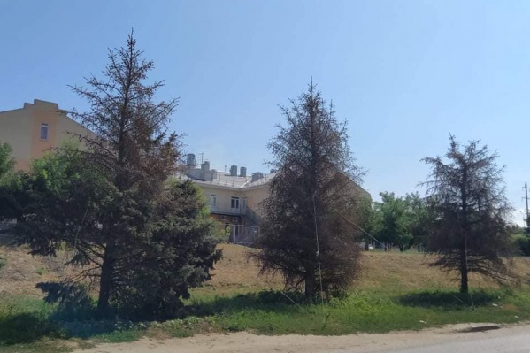 Ели убрали с набережной в марте прошлого года Ели убрали с набережной в марте прошлого года