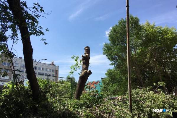 В центре Новосибирска на улице Державина начали сносить деревья В центре Новосибирска на улице Державина начали сносить деревья