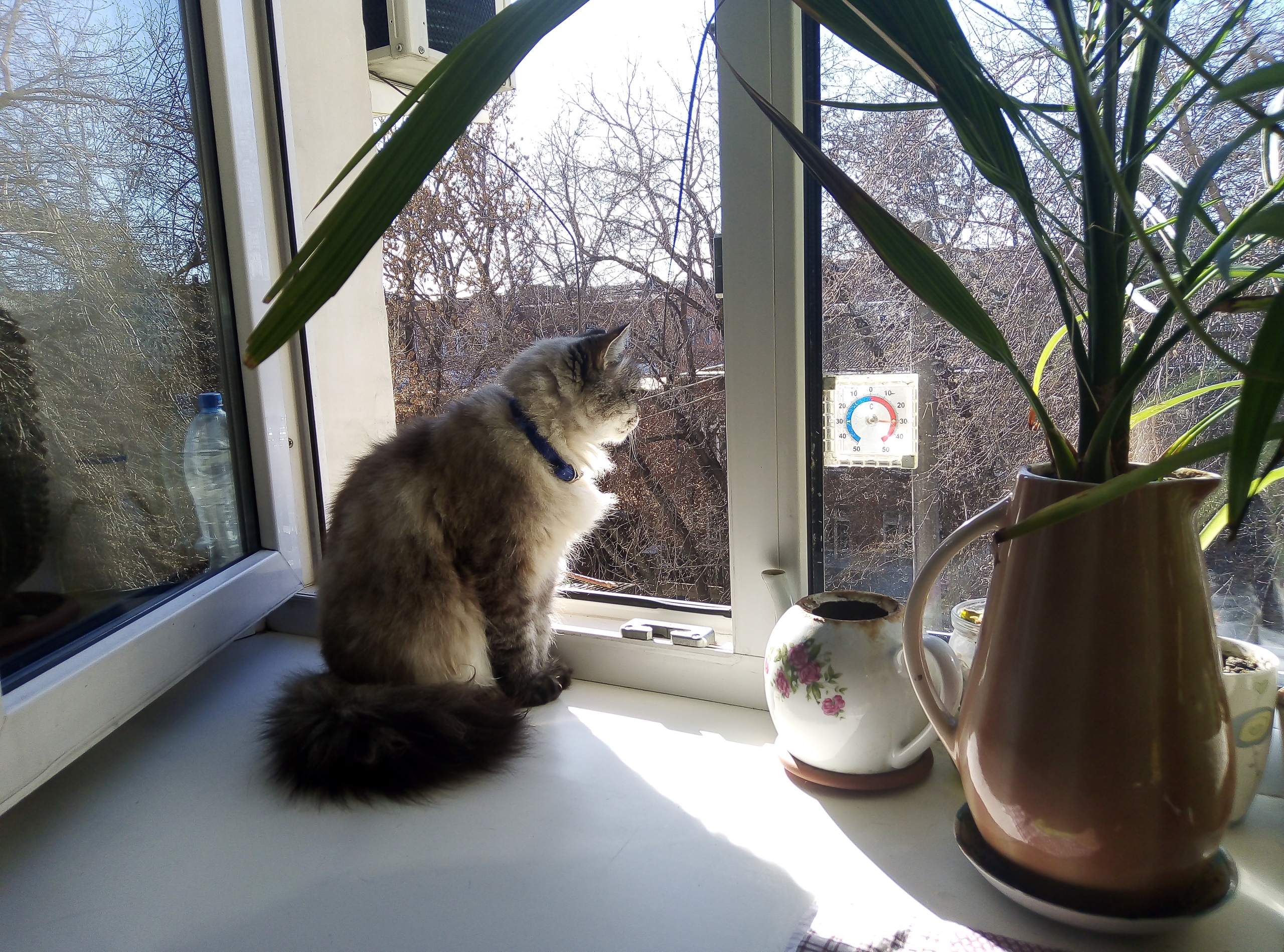 кот сейчас дома