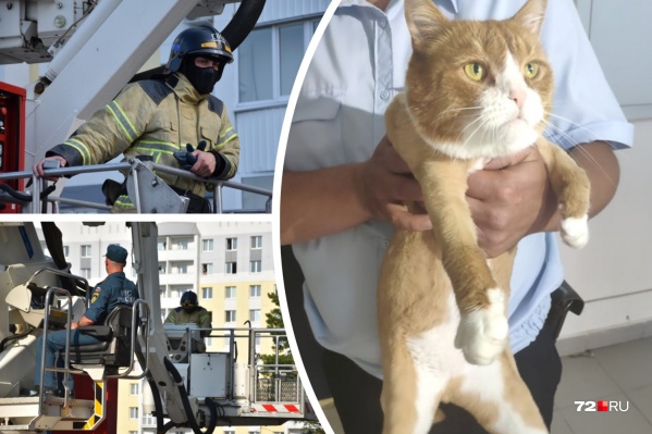 Пожарные развернули настоящую спасательную операцию, за которой наблюдал весь двор. Посмотрите Пожарные развернули настоящую спасательную операцию, за которой наблюдал весь двор. Посмотрите